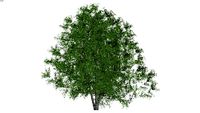 Juniper, Oneseed (Juniperus monosperma)