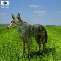 3D model of Coyote