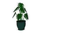 Planta_4