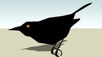 Rusty Blackbird