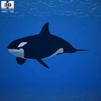 3D model of Killer Whale