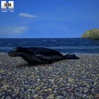 3D model of Leopard Seal