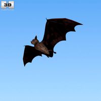 3D model of Common Bat