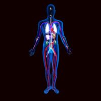 Human Circulatory System3d model