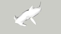 hammerhead shark