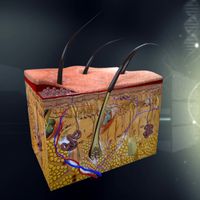 Human Skin Anatomy3d model