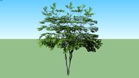 Maple Vine Acer circinatum narrow