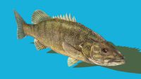 LargeMouth Bass
