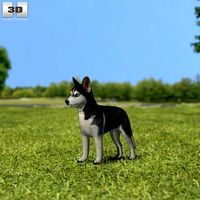 3D model of Siberian Husky Puppy