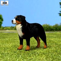 3D model of Bernese Mountain Dog