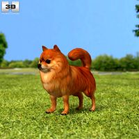 3D model of Pomeranian