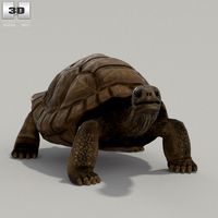 3D model of Galapagos Turtle High Detailed Rigged