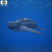3D model of Leatherback Sea Turtle