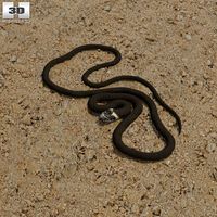 3D model of Grass Snake