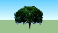 Baum