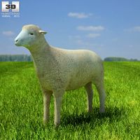 3D model of Sheep