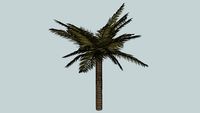 palmier 3D Arbre tree