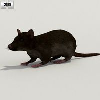 3D model of Common Rat