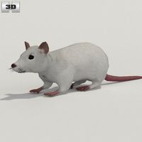 3D model of White Rat