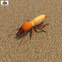3D model of Termite