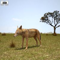 3D model of Golden Jackal