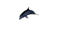 Delphin