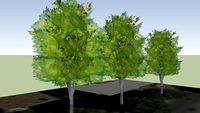 Alberi di Brozzi