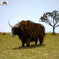 3D model of Yak