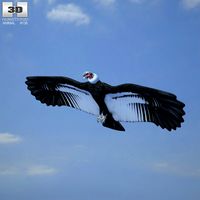 3D model of Andean Condor