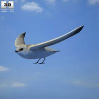 3D model of Sand Martin