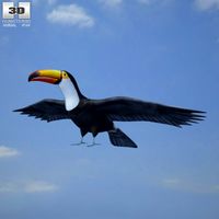 3D model of Toco Toucan