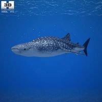 3D model of Whale Shark
