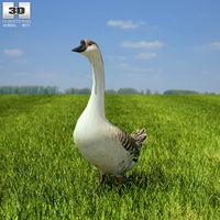 3D model of Chinese Goose