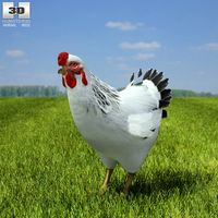 3D model of Chicken (Hen)