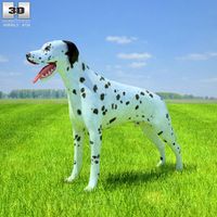 3D model of Dalmatian