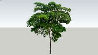 talisay tree