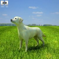 3D model of Labrador Retriever