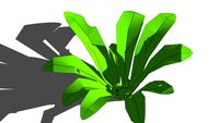 Asplenium nidus