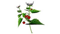 3D,Framboisier,Fleur, plante, vegetation, jardin, verger, fruitier;
