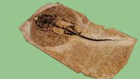 cyclobatis