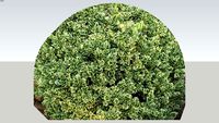 Variegated Boxwood