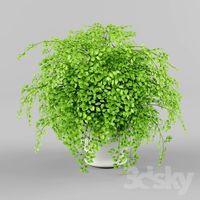 Houseplant