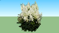 Astilbe arendsii 'Brautschleier'