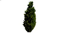 Brodie Juniper