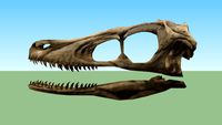 Cranio Velociraptor Mongoliensis