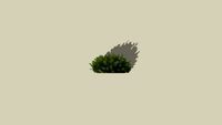 dwarf mugo pine1