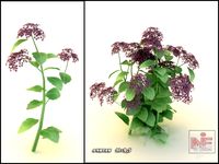 Sedum