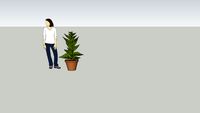 plant