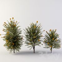 Lagerstrёmiya (crape myrthle)