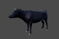 Black Bull
